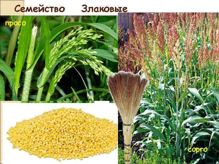Просо: особенности растения, выращивание, уход и уборка