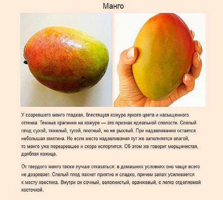 Как есть манго правильно, выбор спелого фрукта, чистка и хранение
