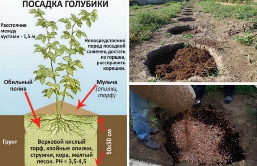 Ослабленная после зимы садовая голубика нуждается в своевременно начатом весеннем уходе Он состоит из 3 обязательных этапов: обрезки, подкормки и обработки от вредителей и возбудителей грибковых заболеваний