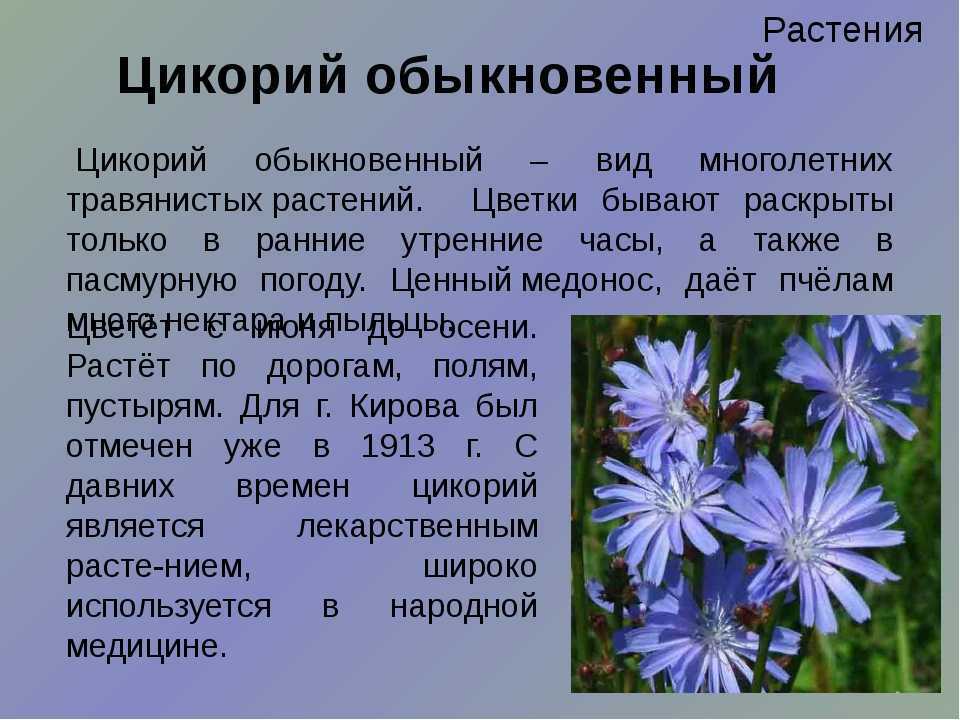 Растение цикорий: свойства и применение. цикорий обыкновенный — cichorium intybus, фото