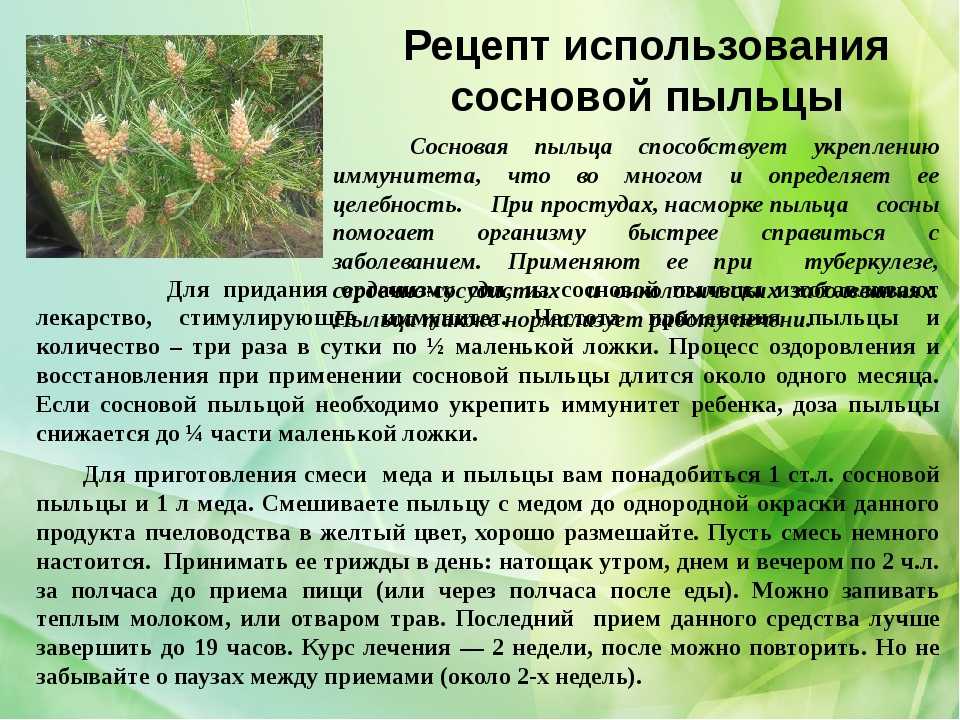 Сосновые шишки - лечебные свойства и противопоказания, приготовление настоя, отвара и сиропа
