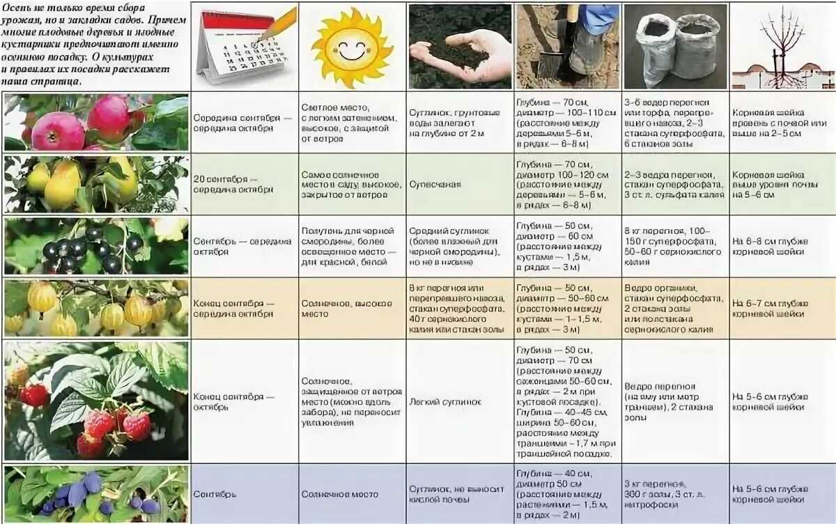 Обработка теплицы из поликарбоната осенью