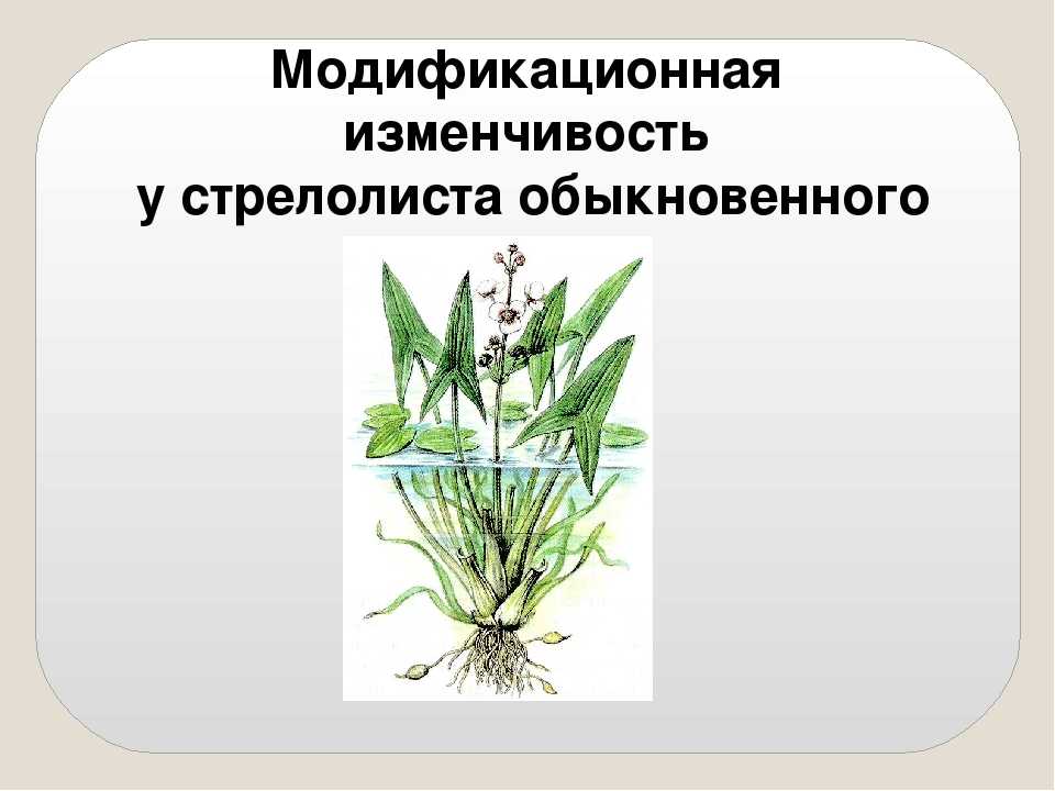 Сагиттария, стрелолист аквариумное растение: содержание, фото
