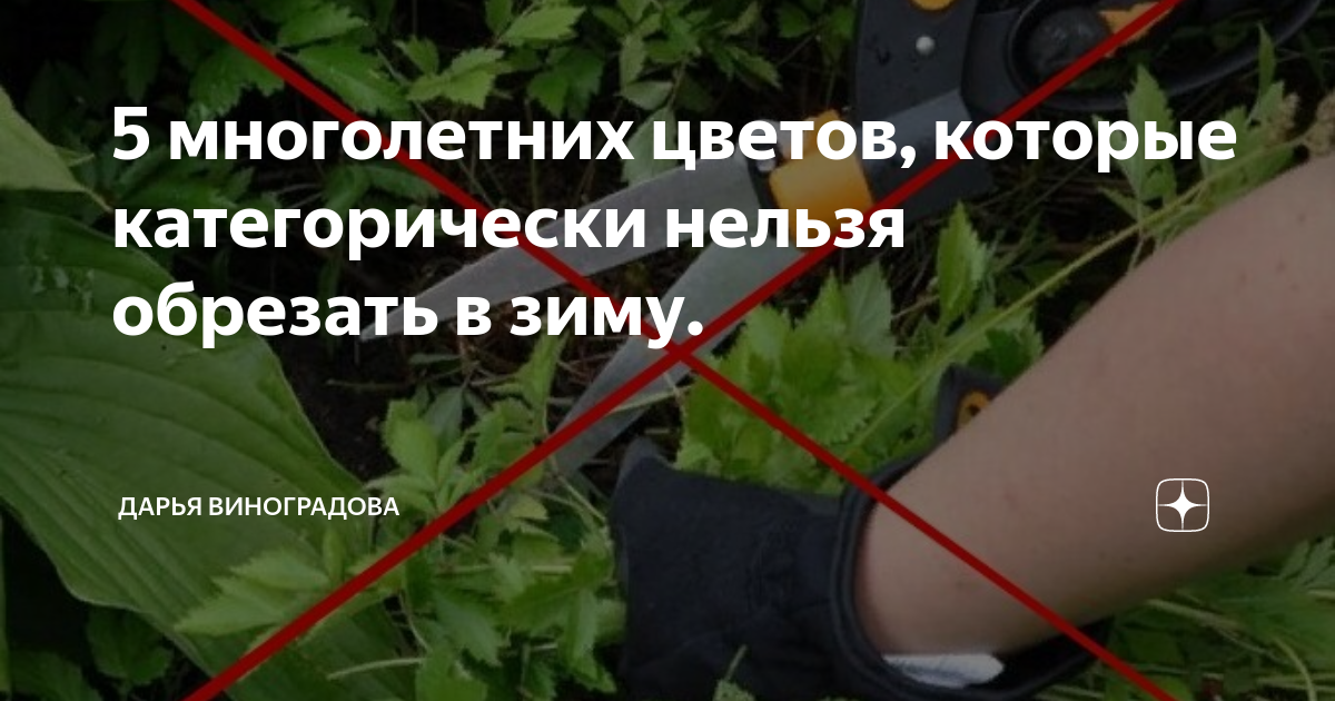 Многолетние дачные цветы для сада и огорода. каталог с описанием