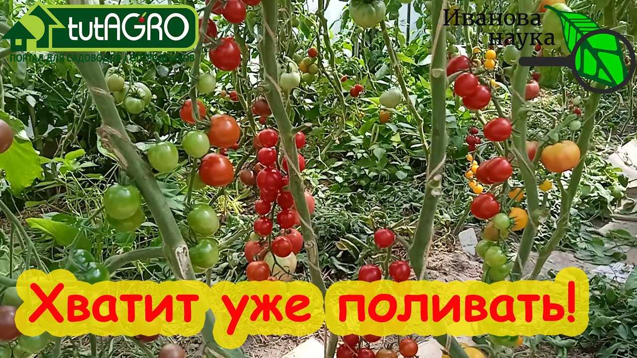 Выращивание томатов – в открытом грунте, от а до я, как правильно ухаживать, советы агронома, видео