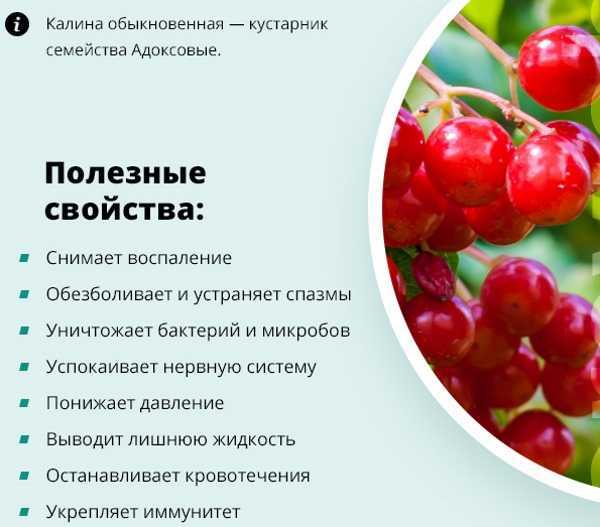 Ягода калина польза и вред. калина - одна из самых полезных ягод в природе?