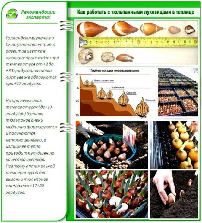Как хранить луковицы тюльпанов: 12 шагов