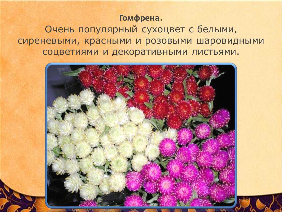 Гелихризума посев на рассаду в 2023 году: сроки посадки, выращивание и уход