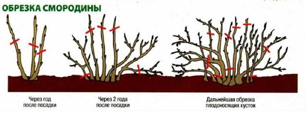 Обрезка смородины летом — когда и как можно обрезать во время и после сбора ягод
