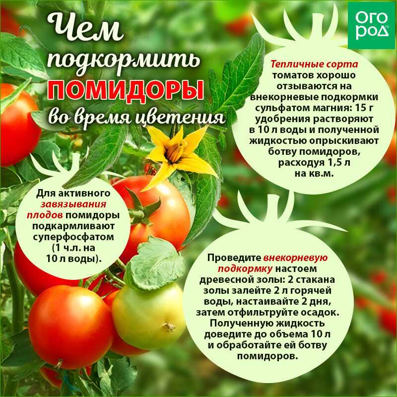 Как хранить помидоры в домашних условиях в квартире