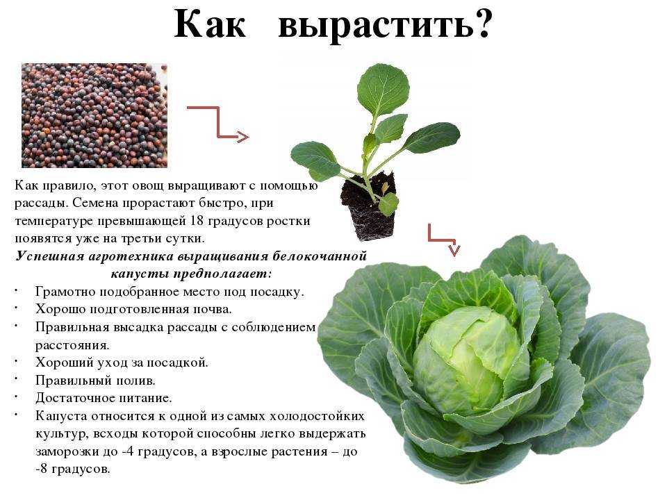 Как хранить капусту правильно: температура и условия и 8 лучших способов сбережения свежего белокочанного овоща зимой до весны в квартире, в холодильнике, погребе