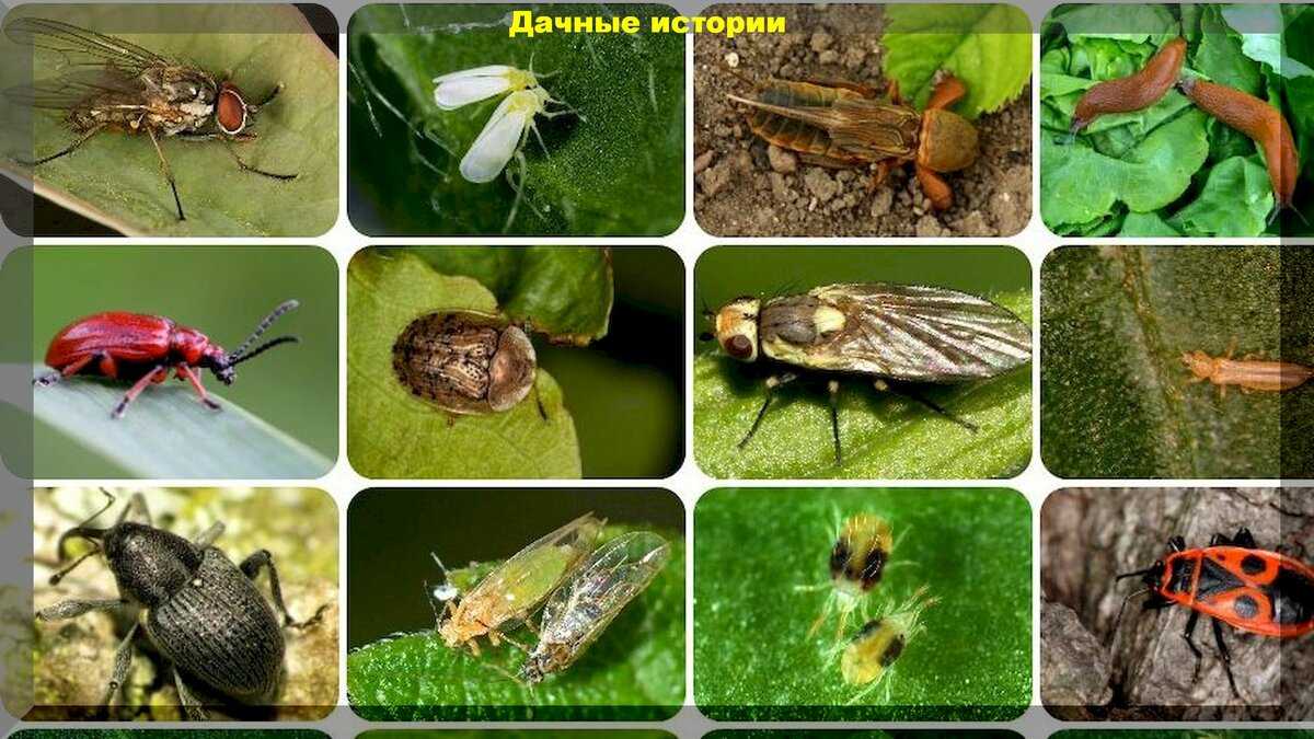 Насекомые-вредители - виды и описание их особенностей, основные