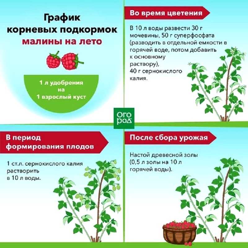 Пошаговое руководство по уходу за томатами в открытом грунте