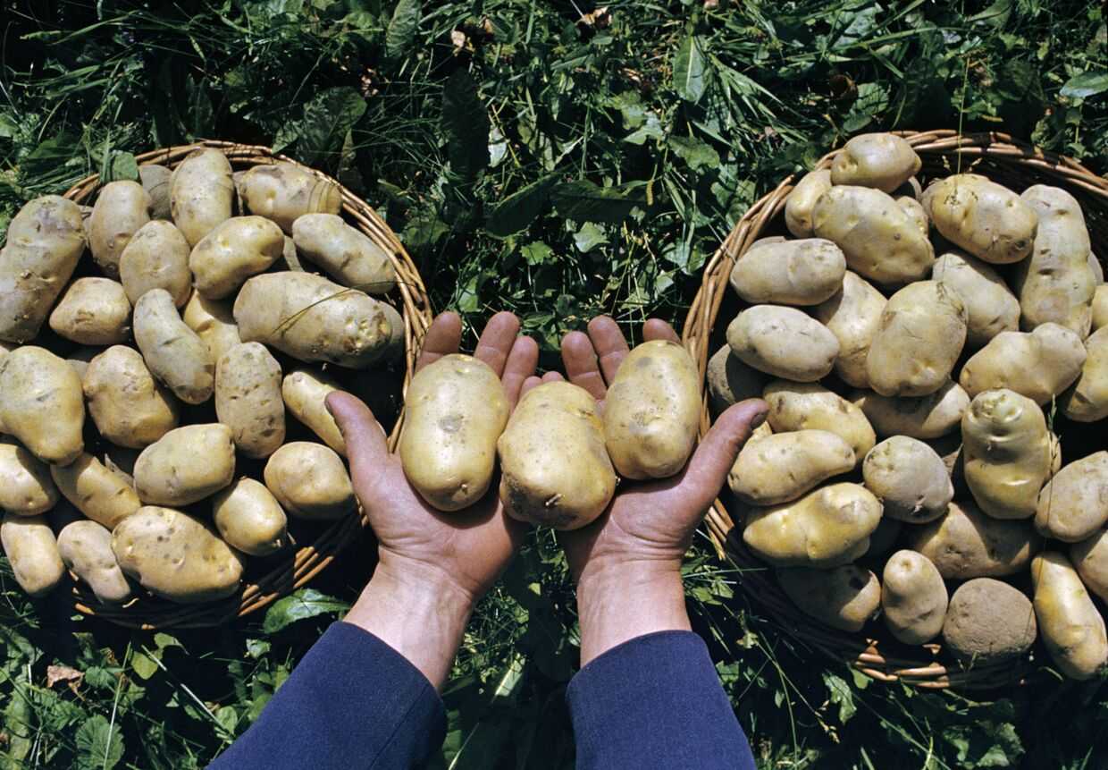 Лучшие сорта картофеля на 2023 год: самые вкусные и урожайные