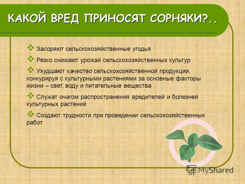 Уксус в борьбе с сорняками: подборка эффективных рецептов