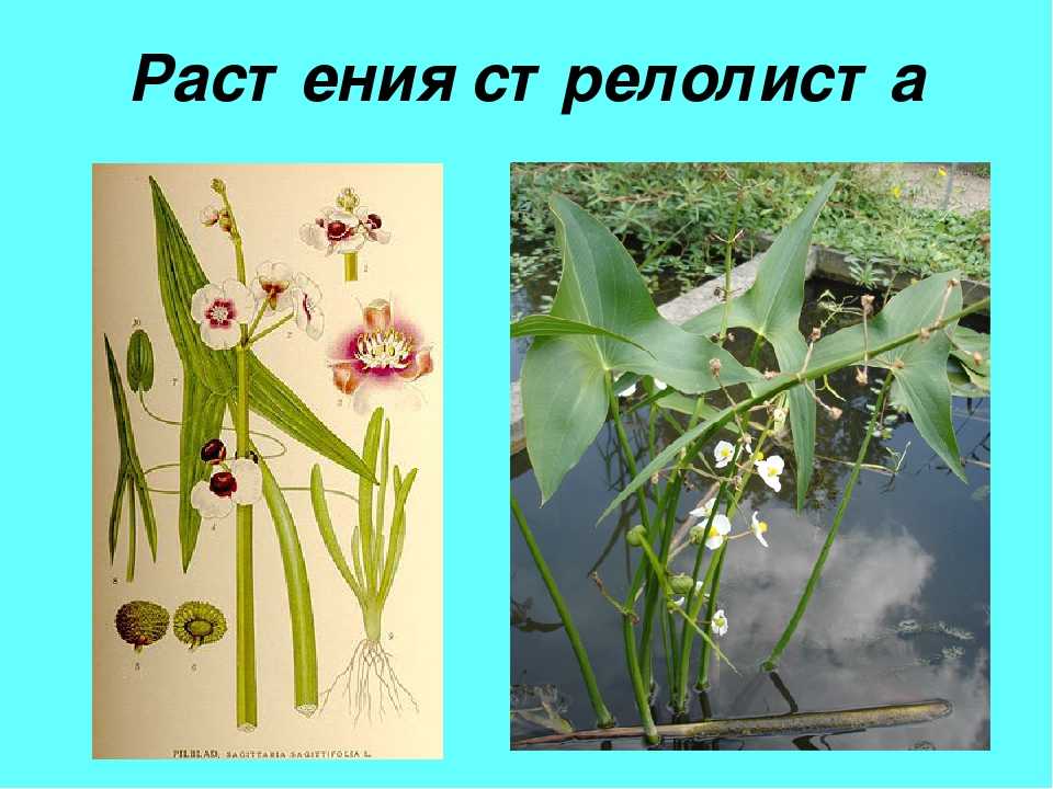 Аквариумное растение сагиттария: карликовая, широколистная, жестколистная, шиловидная