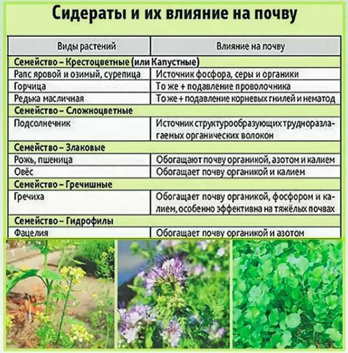 Сидераты — травы, выращиваемые для улучшения структуры почвы, повышения её плодородия, уничтожения грибковых болезней Агротехнический приём приносит ощутимую пользу при соблюдении правил посадки и заделывания зелёной массы в грунт