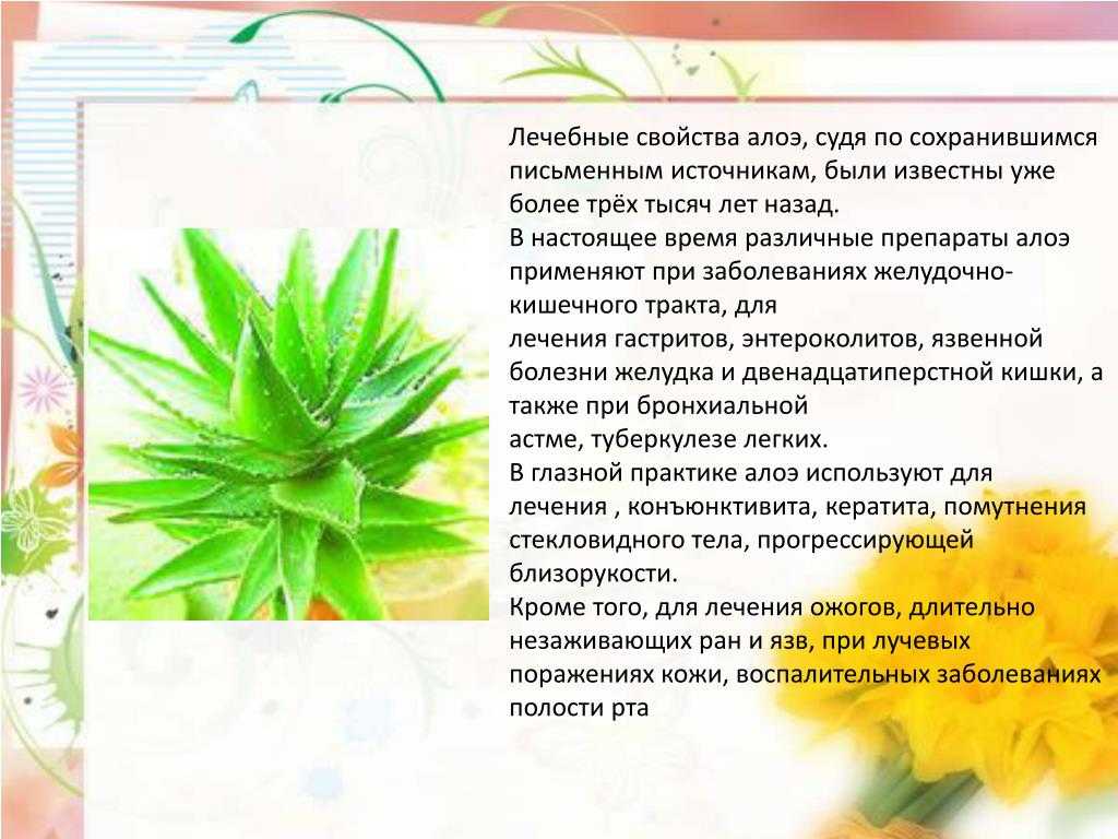 Замороженный гель алоэ вера: экономия времени и сохранность целительных свойств растения
