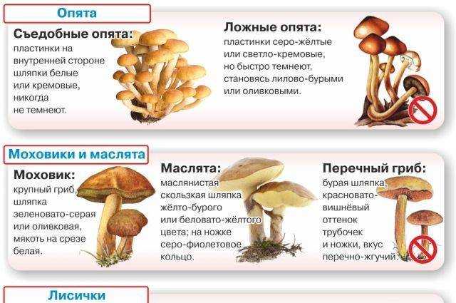 Опята - виды с фото. где растут, как собирать и как готовить.