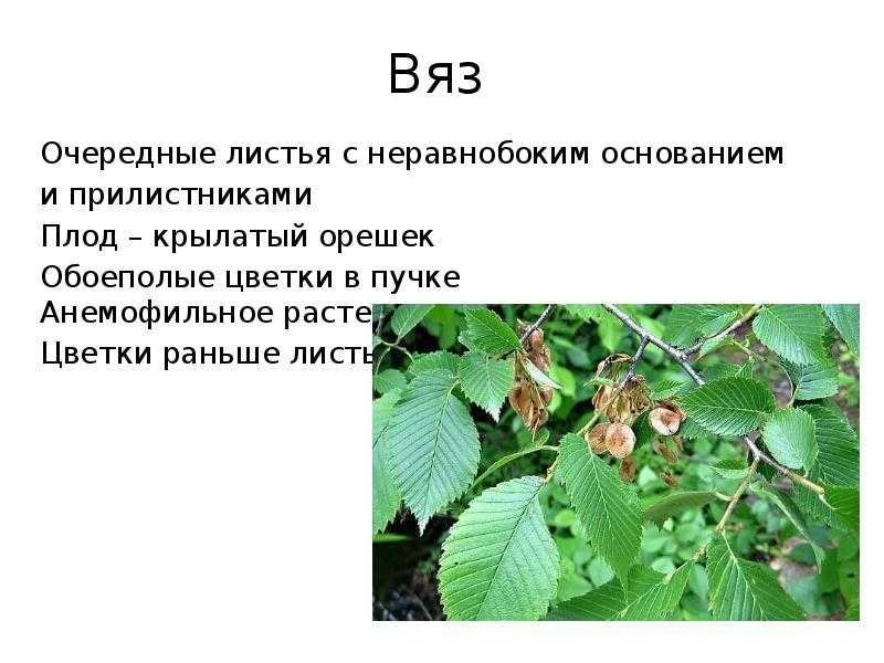 Декоративный вяз, выращивание, описание и виды