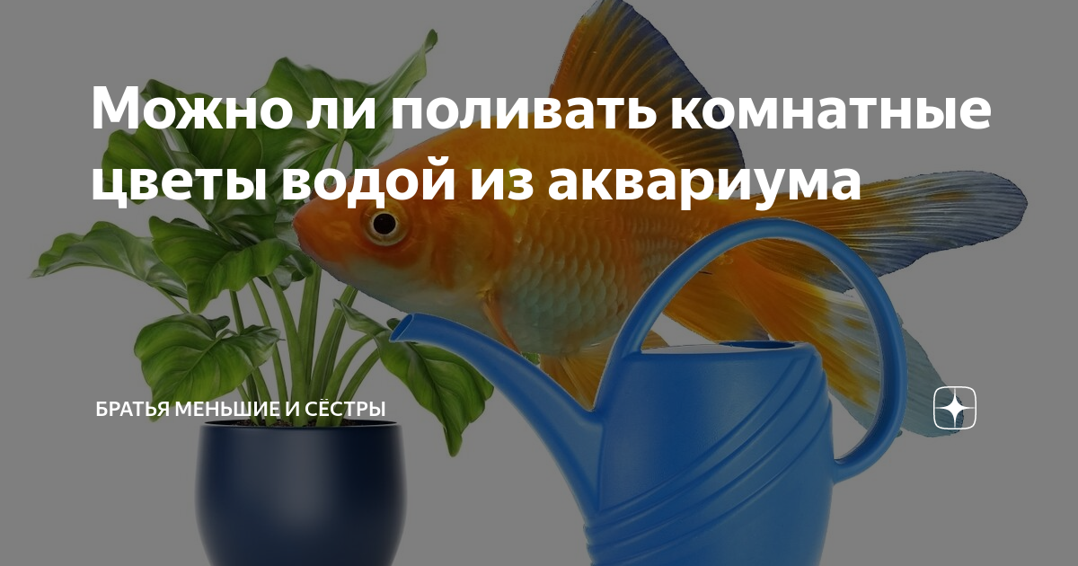 5 способов применения спитого чая в саду и огороде