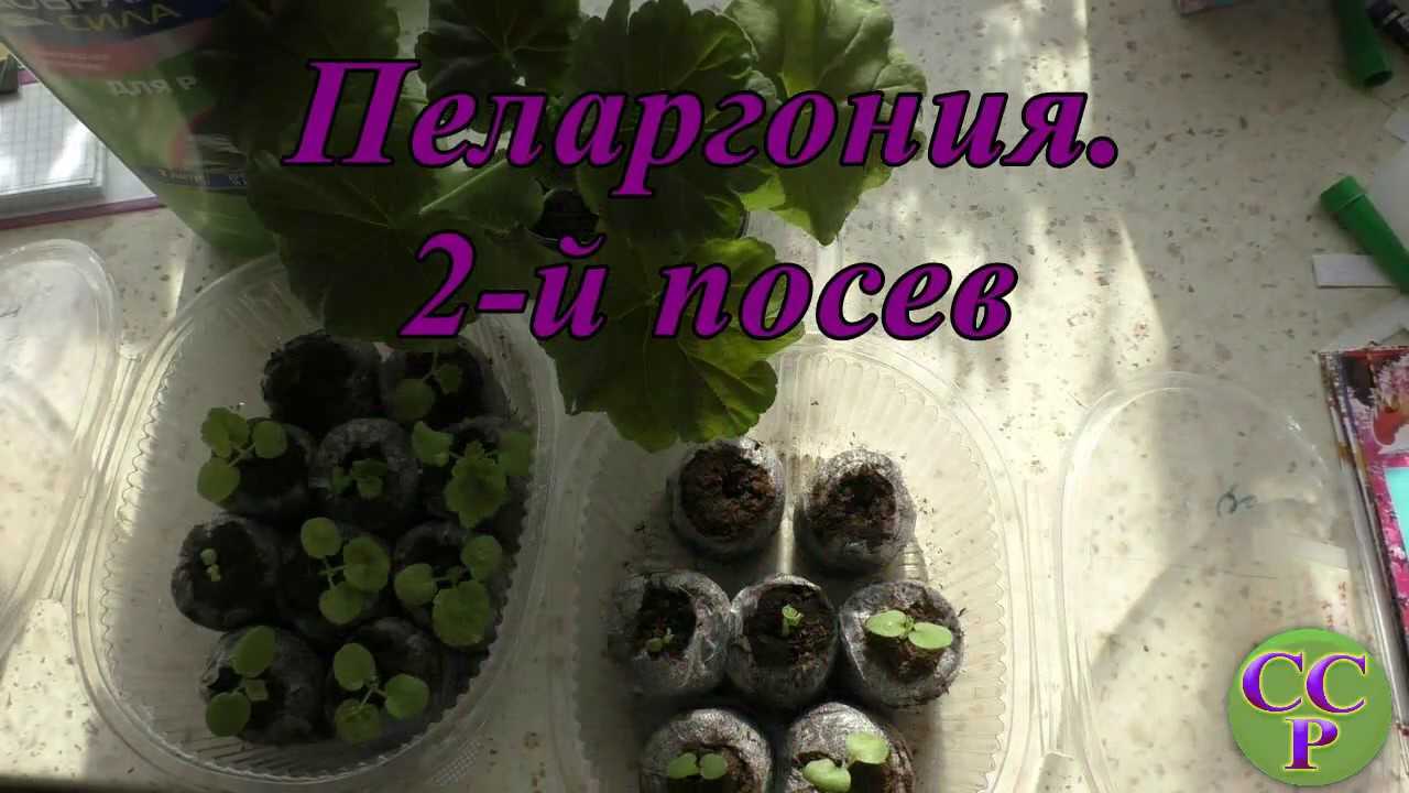 Секреты выращивания ампельной герани в домашних условиях
