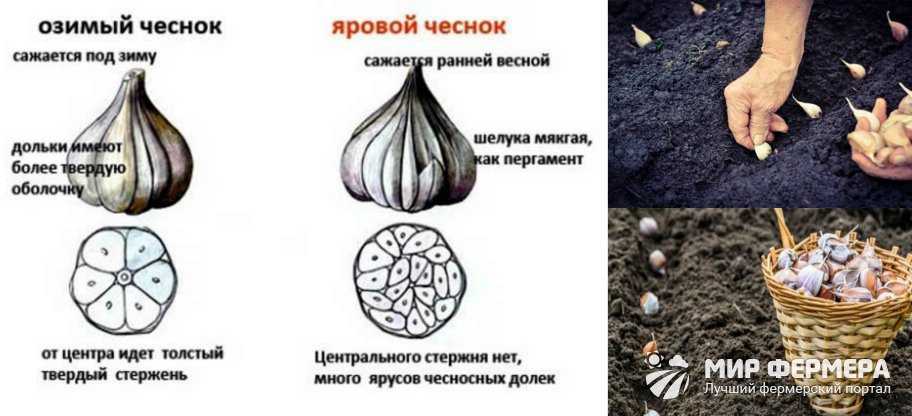 Лучшие средства для подкормки чеснока: чем подкармливать, сроки
