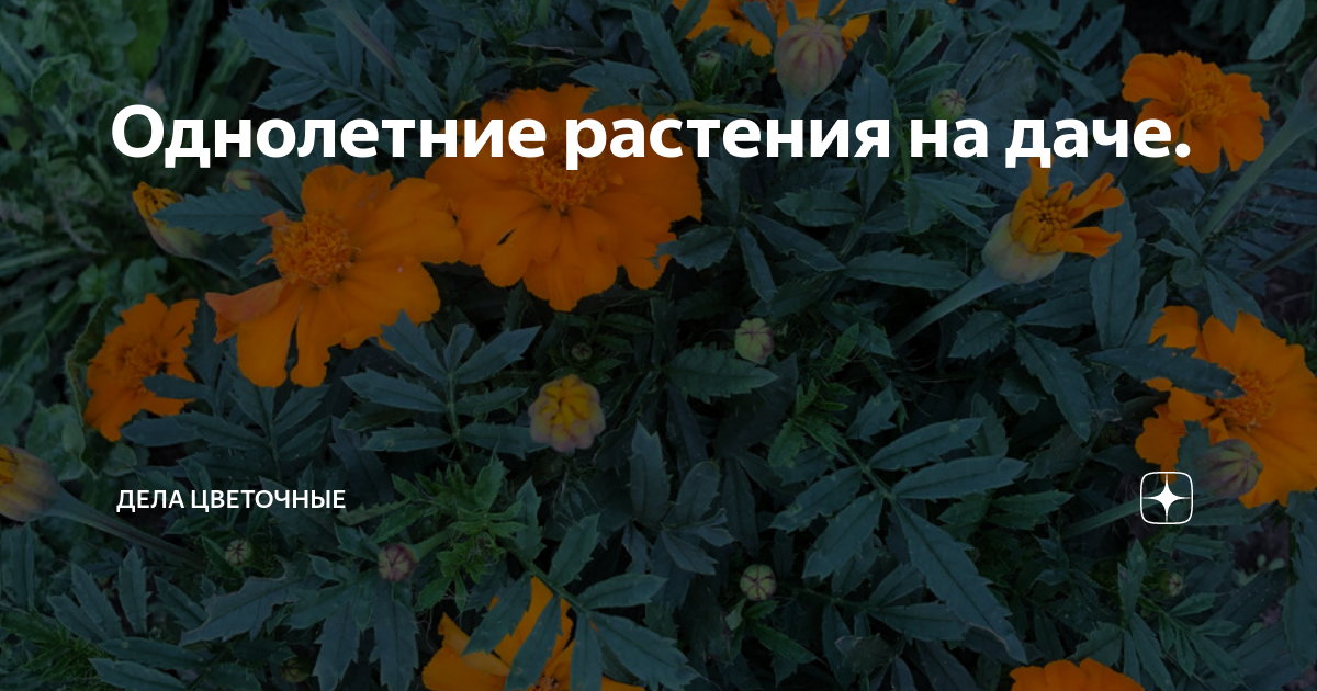 Однолетники цветущие все лето - дачная жизнь