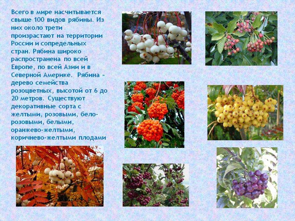 Рябина: разновидности, сорта. посадка, размножение, уход.