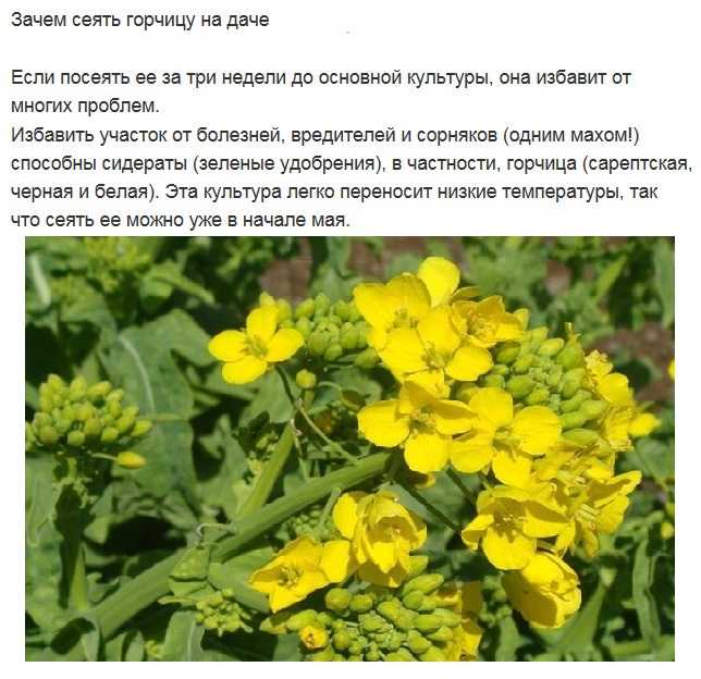 Растение белая горчица — отличное удобрение для огорода!
