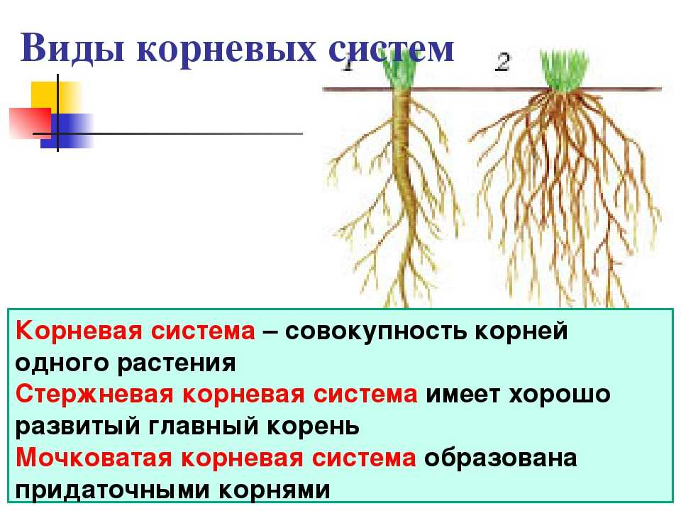 19 причин, почему не растет рассада: как устранить проблемы на начальной стадии