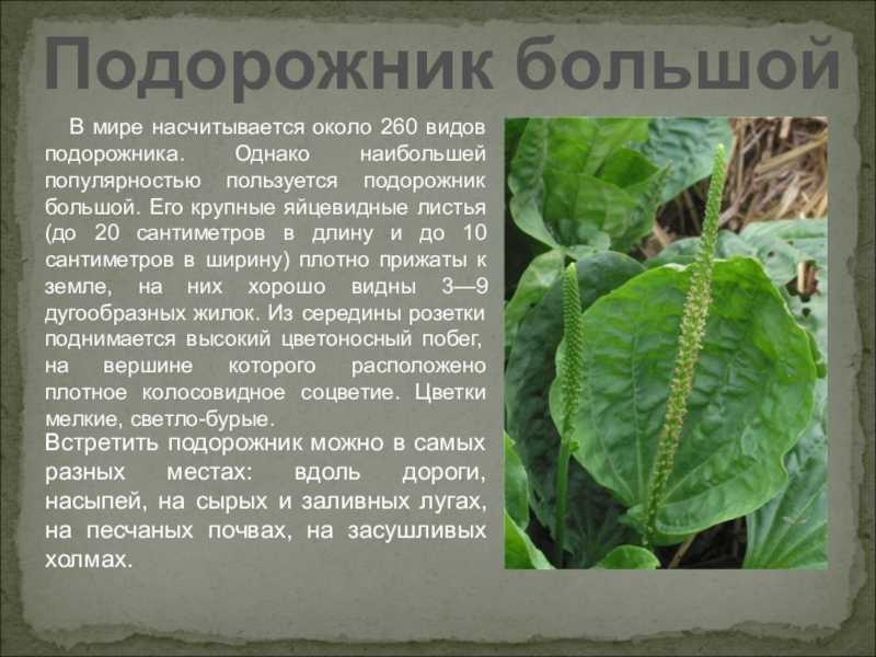 Рассказ о подорожнике - описание, виды и характеристика травы