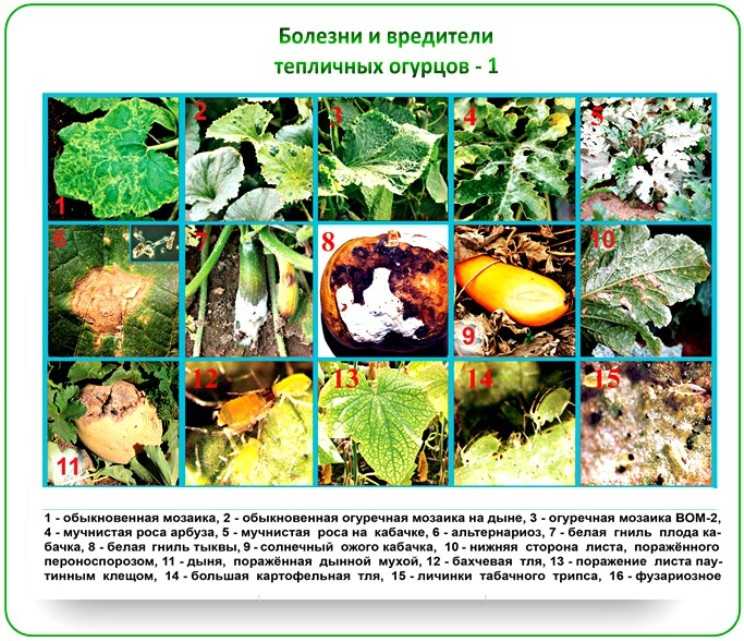 Почему на огурцах желтые пятна на листьях: что делать, чем лечить в открытом грунте, народные средства