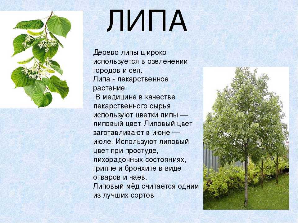 Липа мелколистная, характеристика сортов, посадка и уход за ней