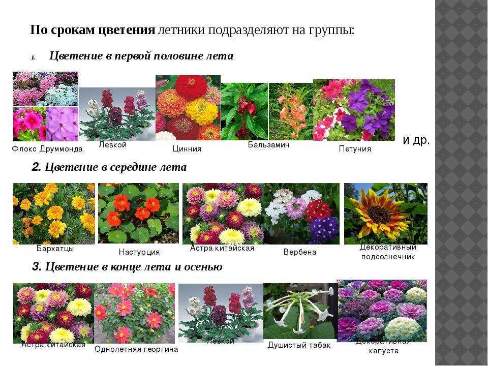Красивые полевые и луговые цветы: желтые, белые, синие, розовые, фиолетовые
