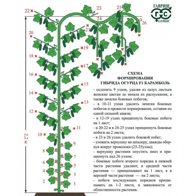 Продолжаем формировать огурцы: какие листья, пасынки, усы удалять