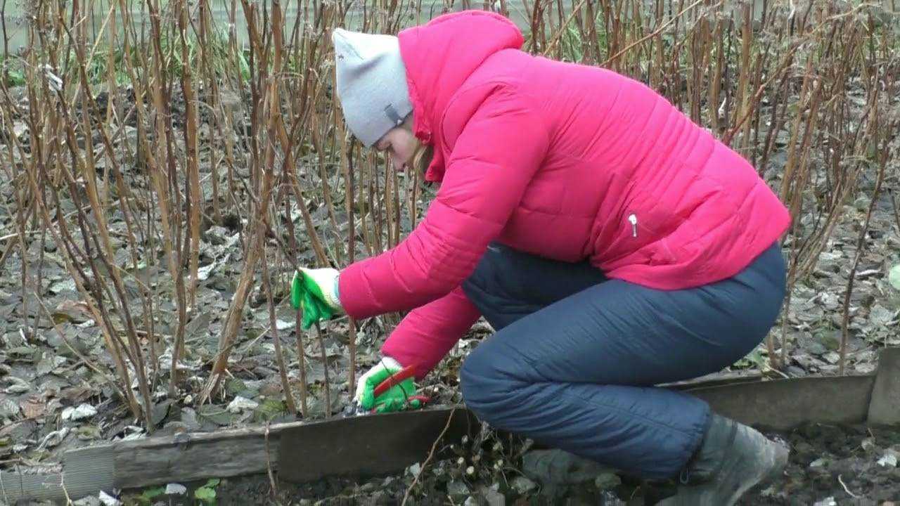 Обрезка деревьев зимой, обрезка плодовых деревьев (сроки, схема) + видео для начинающих
