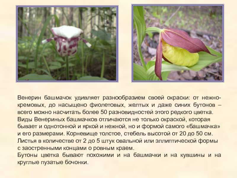 Башмачок настоящий — лечебные свойства, применение и рецепты
