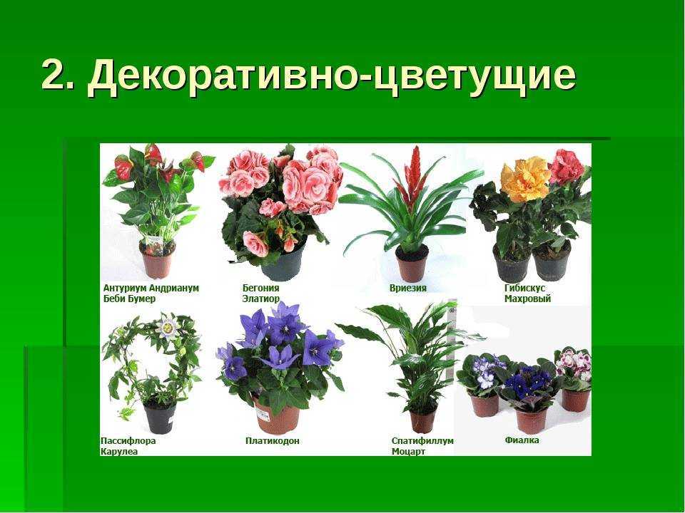 Самые красивые комнатные цветы в мире (40 фото)