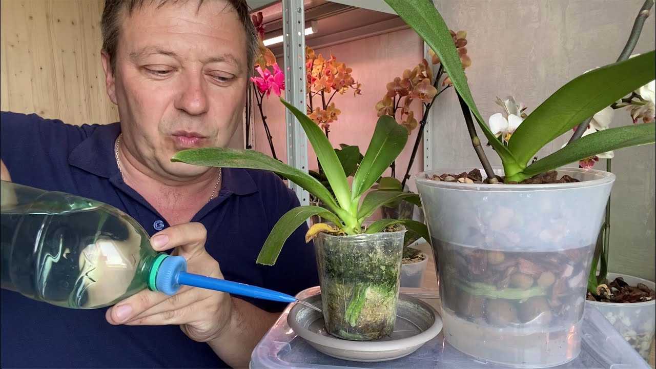 Как пересаживать орхидею в домашних условиях: как правильно пересадить после покупки и в какой горшок, когда можно, пошаговая инструкция пересаживания