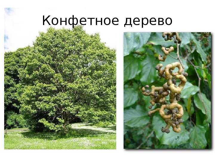 Конфетное дерево говения — фото и описание вкусовые качества видео