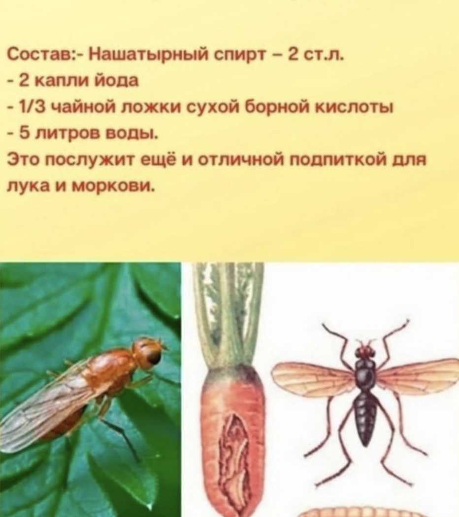 Самые эффективные методы борьбы с морковной мухой | огородник