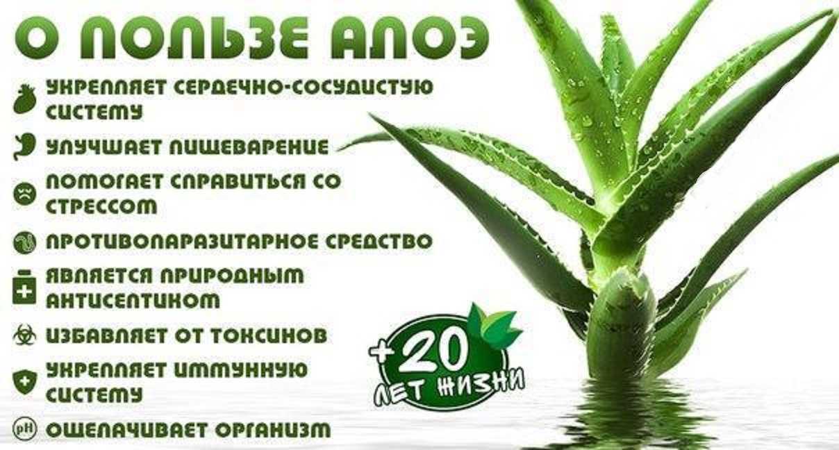 Алоэ столетник – лечебные свойства и противопоказания. полезные рецепты