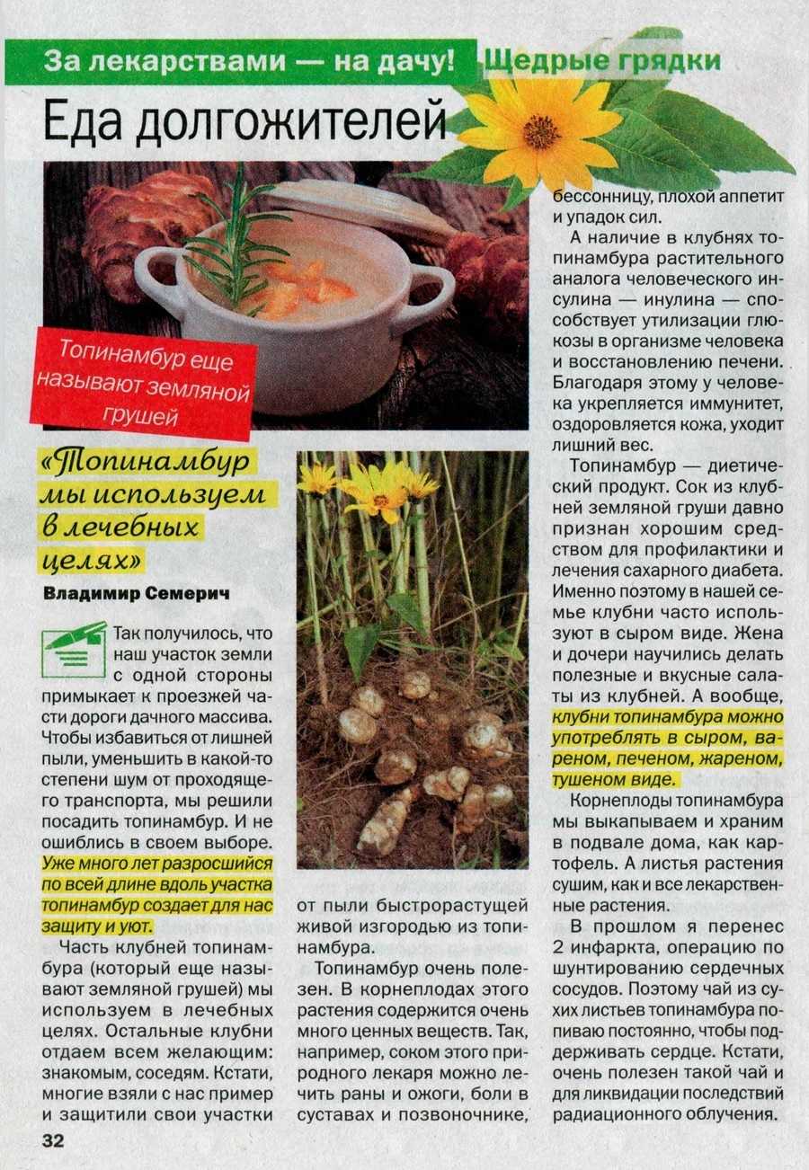 Топинамбур — где и как правильно хранить | что и как хранить