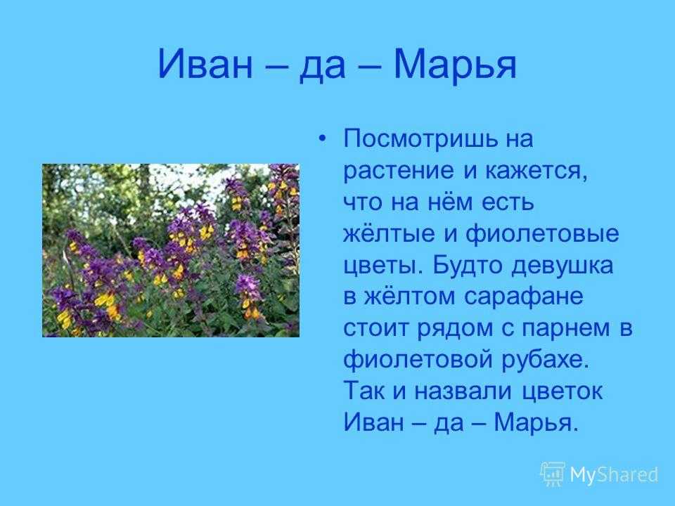 Иван-да-марья: лечебные свойства цветка и противопоказания