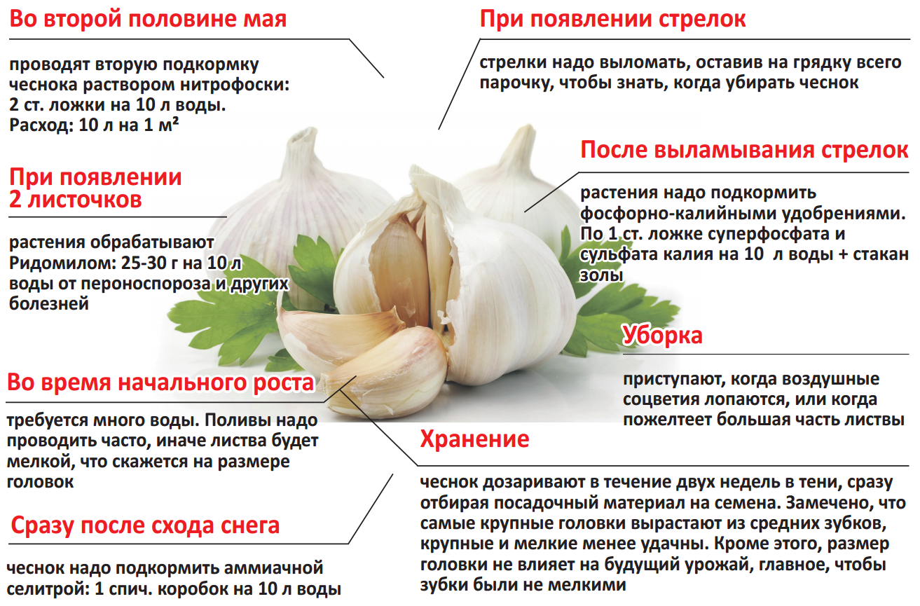 Выращиваем чеснок правильно
