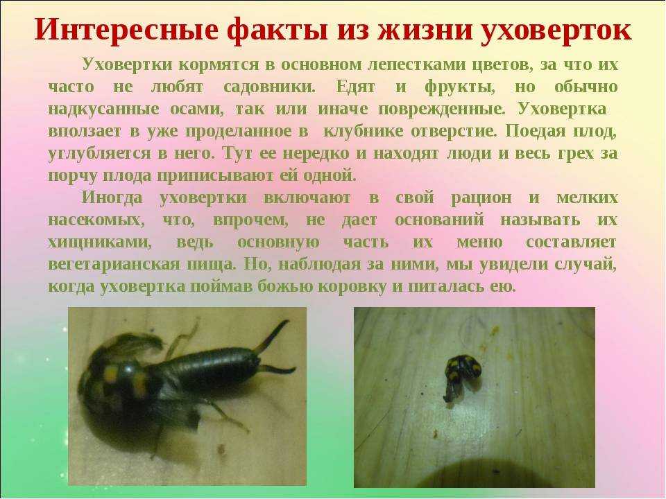 Чем опасна насекомое двухвостка для человека: ответы экспертов