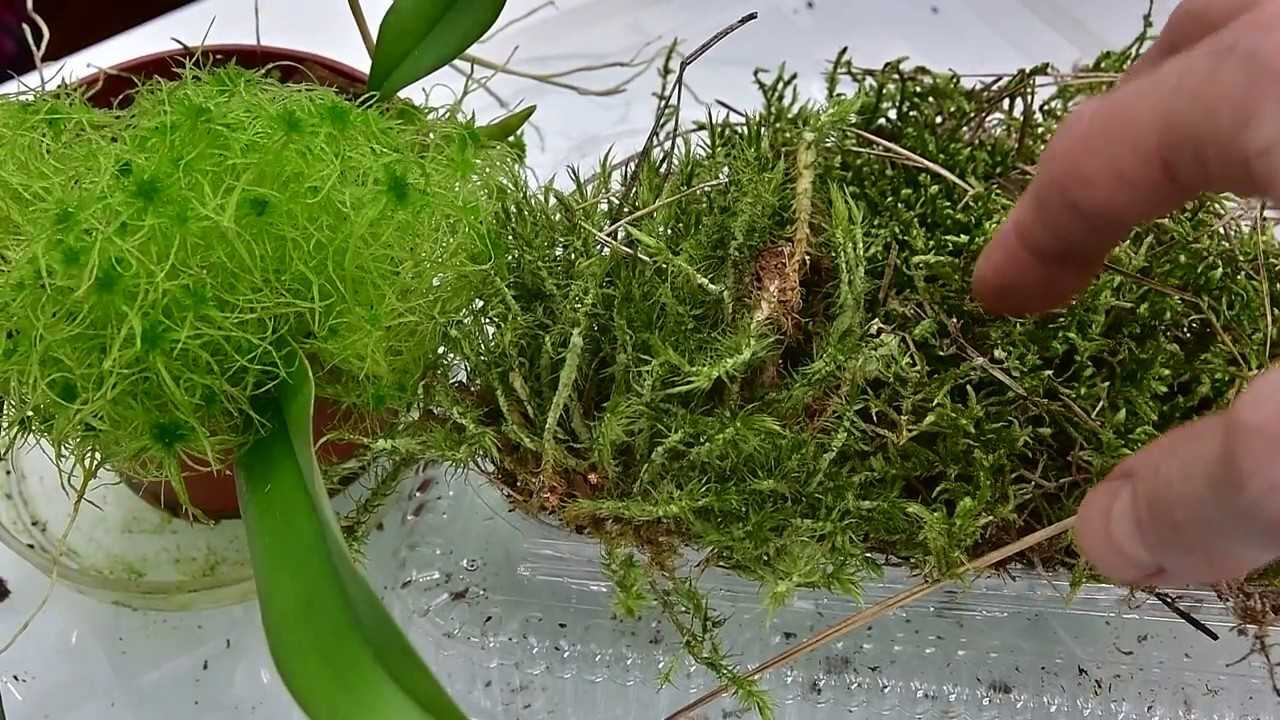 Мох на подоконнике. как вырастить дома кусочек леса