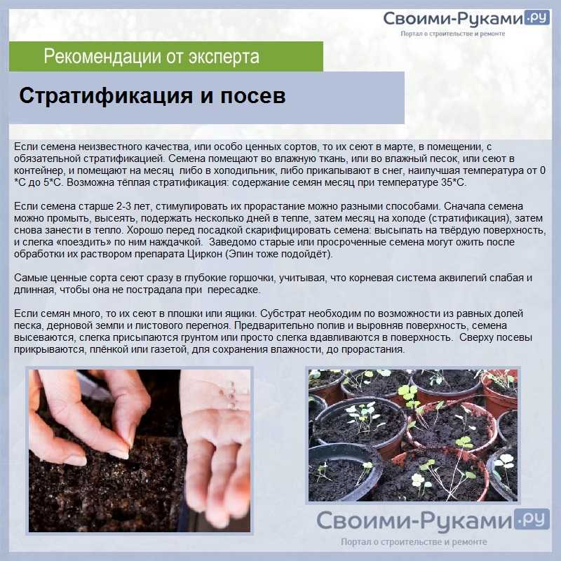 Предпосевная стратификация семян | сад и огород
предпосевная стратификация семян | сад и огород