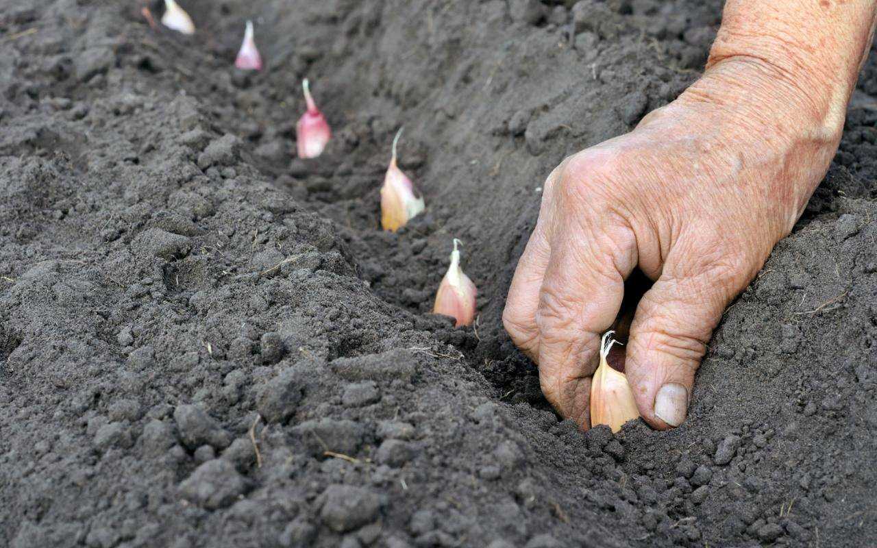 Подготовка грядки под чеснок: секреты высоких урожаев